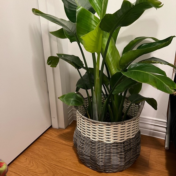 Strong vintage basket with handles - Picture 11 of 16